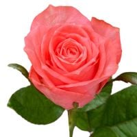 Bouquet Coral roses per number