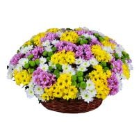 Bouquet Basket of chysanthemums (101 pcs.)