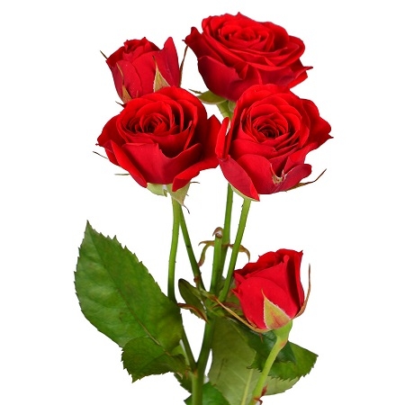 Buy Red spay roses by the piece with the delivery to any city