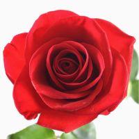 Product Red Rose Freedom by the piece