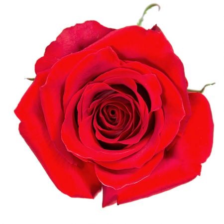Order a bouquet of red roses Freedom by the piece in the online store