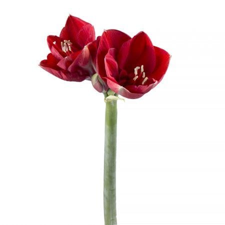 Order red amaryllis apiece in the UFL online shop