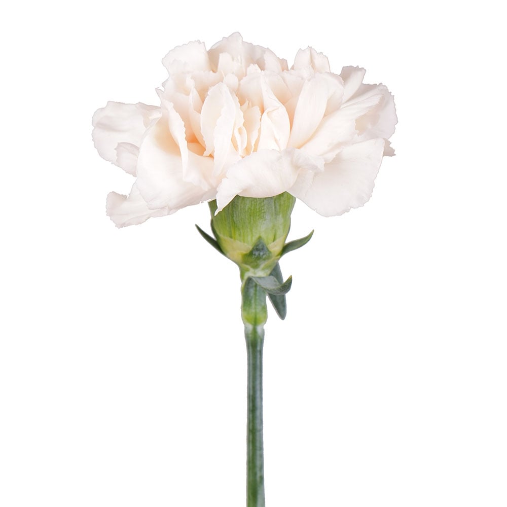 Order cream carnation at on-line flower shop