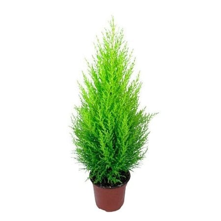 Product Kupressus / Cypress (above 1m)