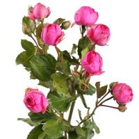 Buy a beautiful bouquet of shrub roses with delivery