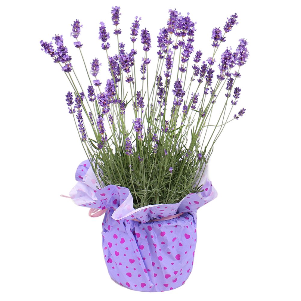 Product Lavender in a pot