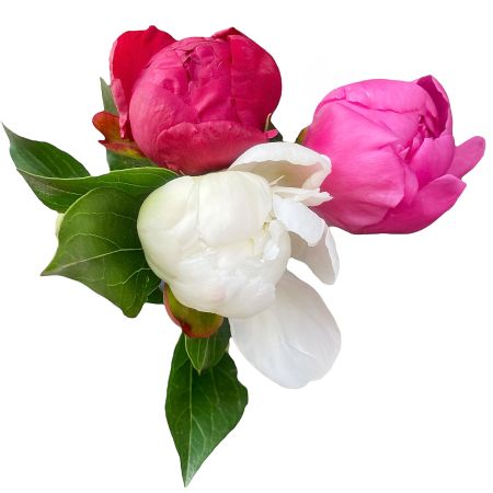 Bouquet Local peonies mixed