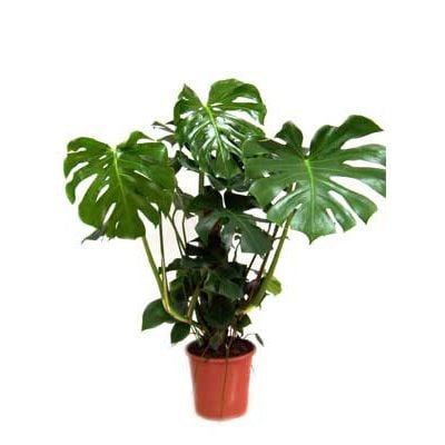 Product Monstera