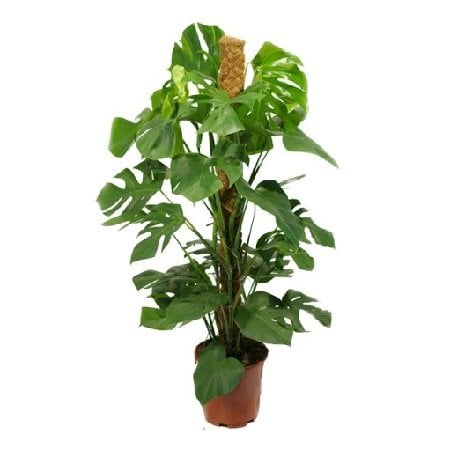 Product Monstera (above 1m)