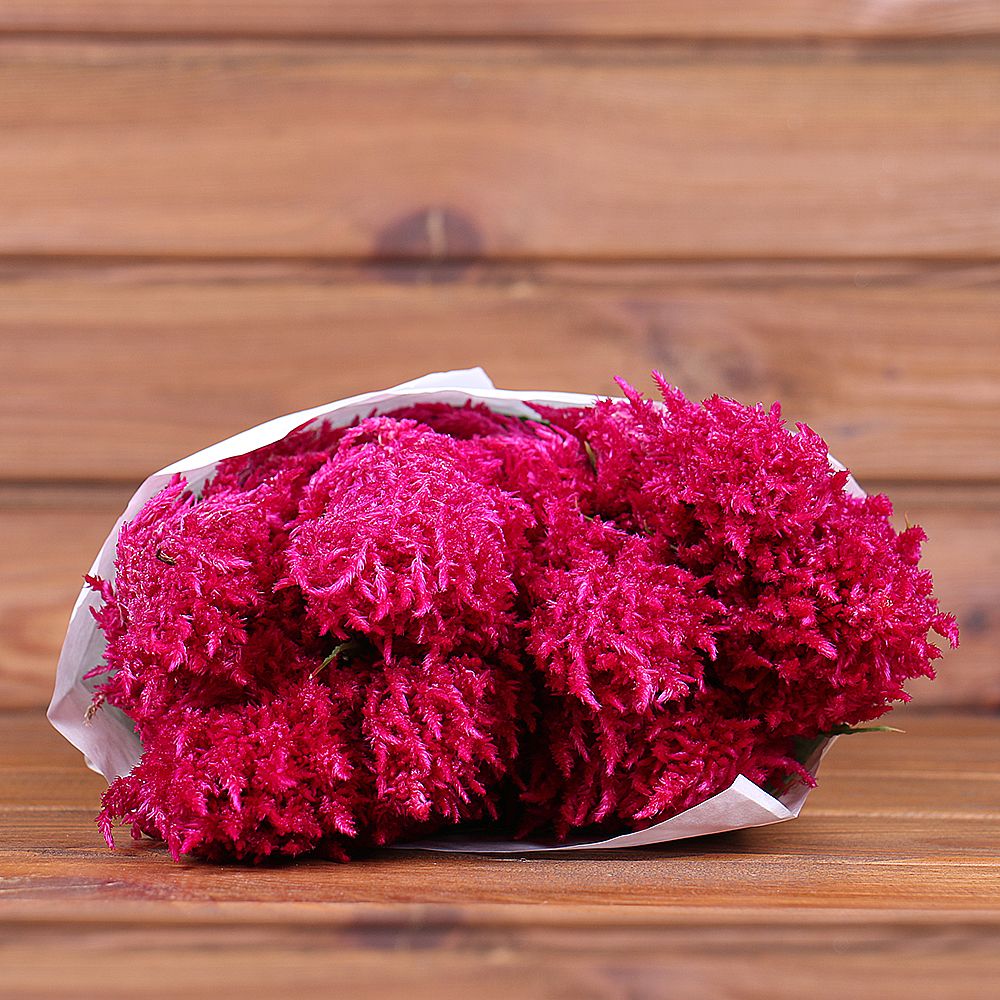Product Whosale Celosia Purple Rose