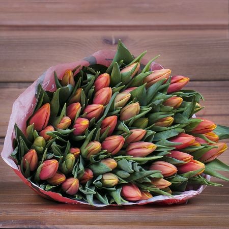 Product Wholesale Tulips Hennie vander Most