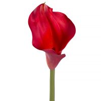 Bouquet Calla red piece