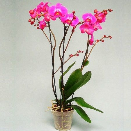 Product Orchid Atlantis