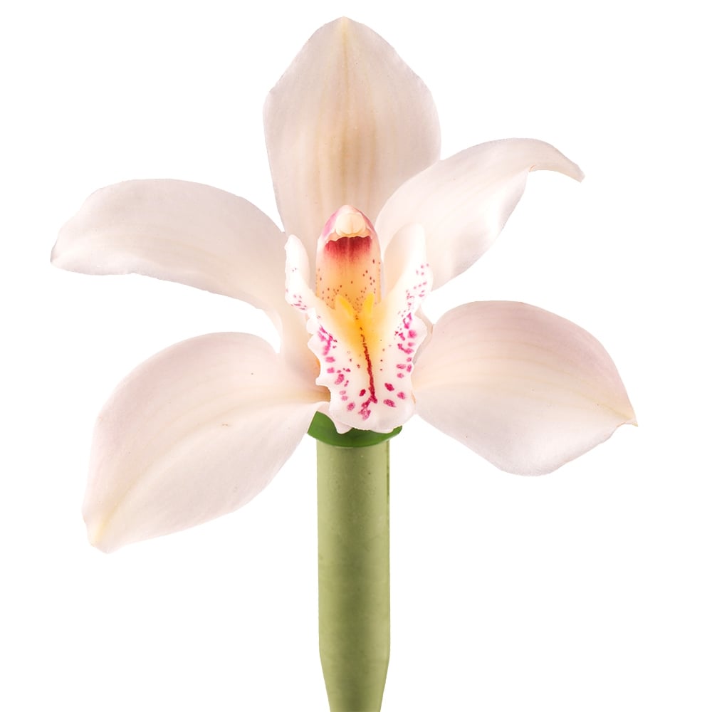 Орхидея в капсуле как ухаживать. Орхидея Цимбидиум белая. Орхидея Цимбидиум в срезке. Орхидея Цимбидиум штучно. Орхидея в срезке.