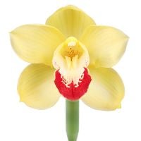 Order yellow orchids at the online shop with delivery