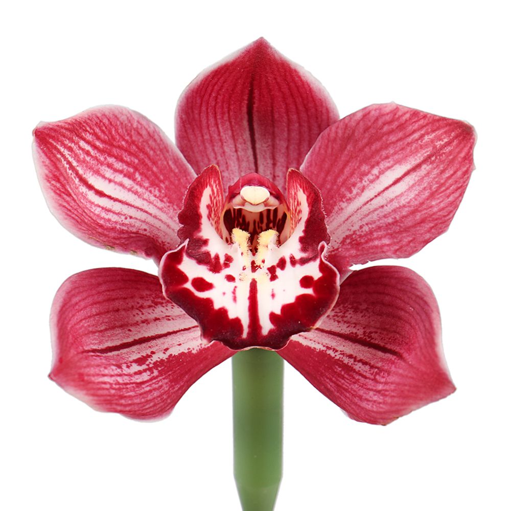 Bouquet Orchid red piece