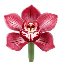 Bouquet Orchid red piece