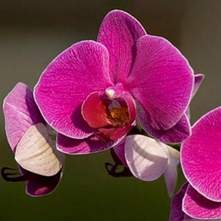 Product Orchid Vivian