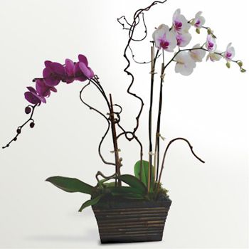 Product Orchid Arrangement