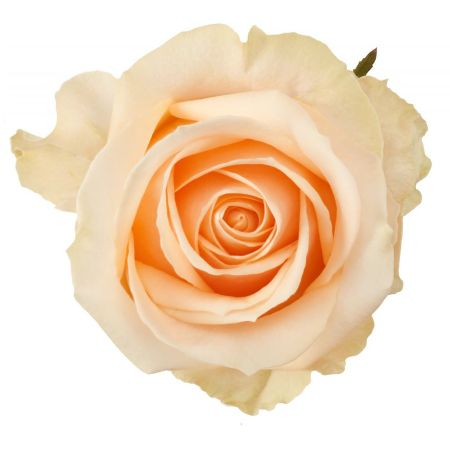 Bouquet Peach rose per piece