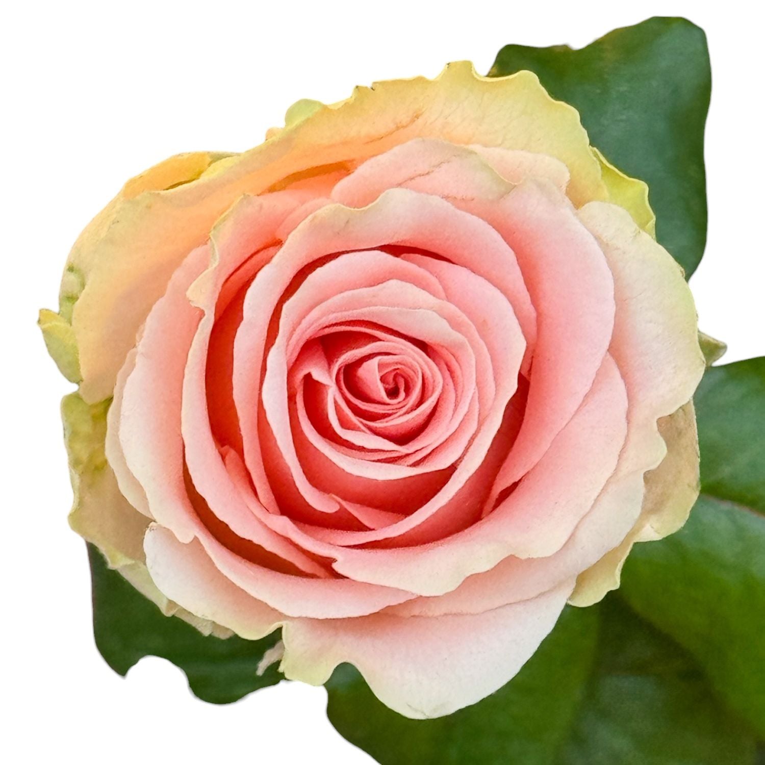 Bouquet Peach rose per piece Doris Day 60sm
