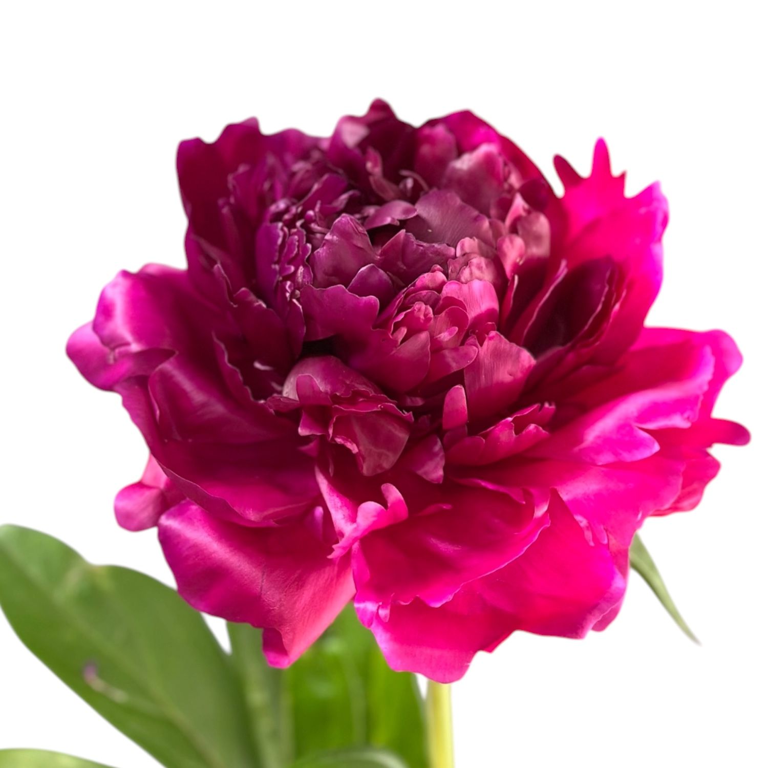 Bouquet Peony bordo by piece