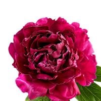 Bouquet Peony bordo by piece