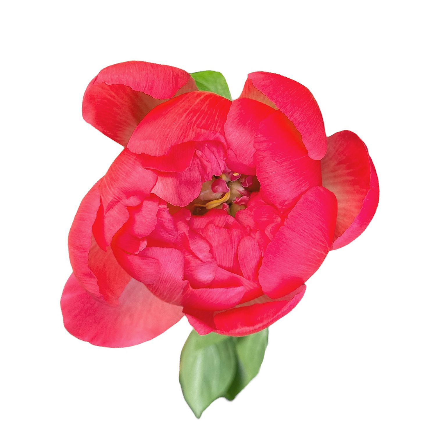 Bouquet Peony coral by piece
