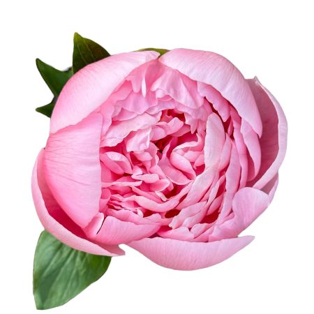 Bouquet Peony Salmon Pink by piece