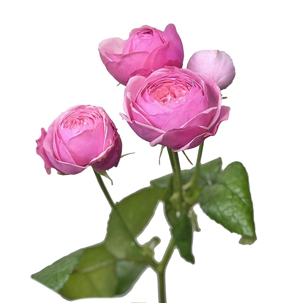 Bouquet Pink peony roses by piece