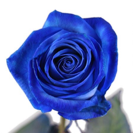 Bouquet Blue roses by the piece