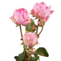 Order premium spay rose by the piece at on-line flower shop