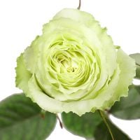 Bouquet Premium rose Lemonade by piece