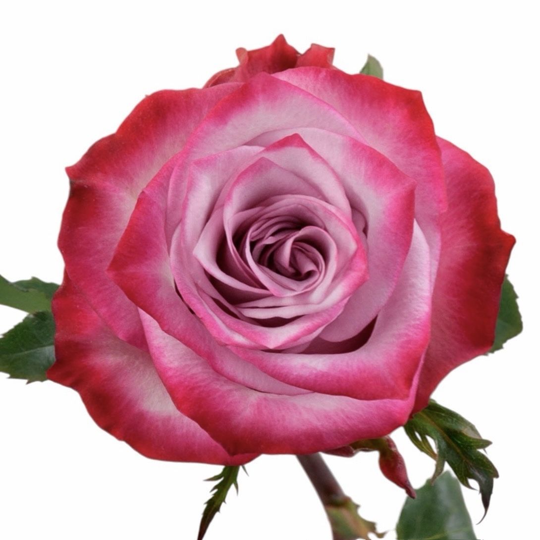 Bouquet Rose Deep Purple ��������
