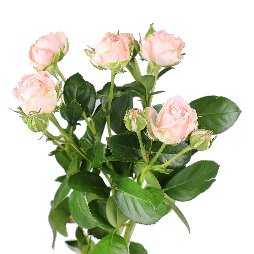 Order product «Rose Madame Bombastik per piece» with delivery