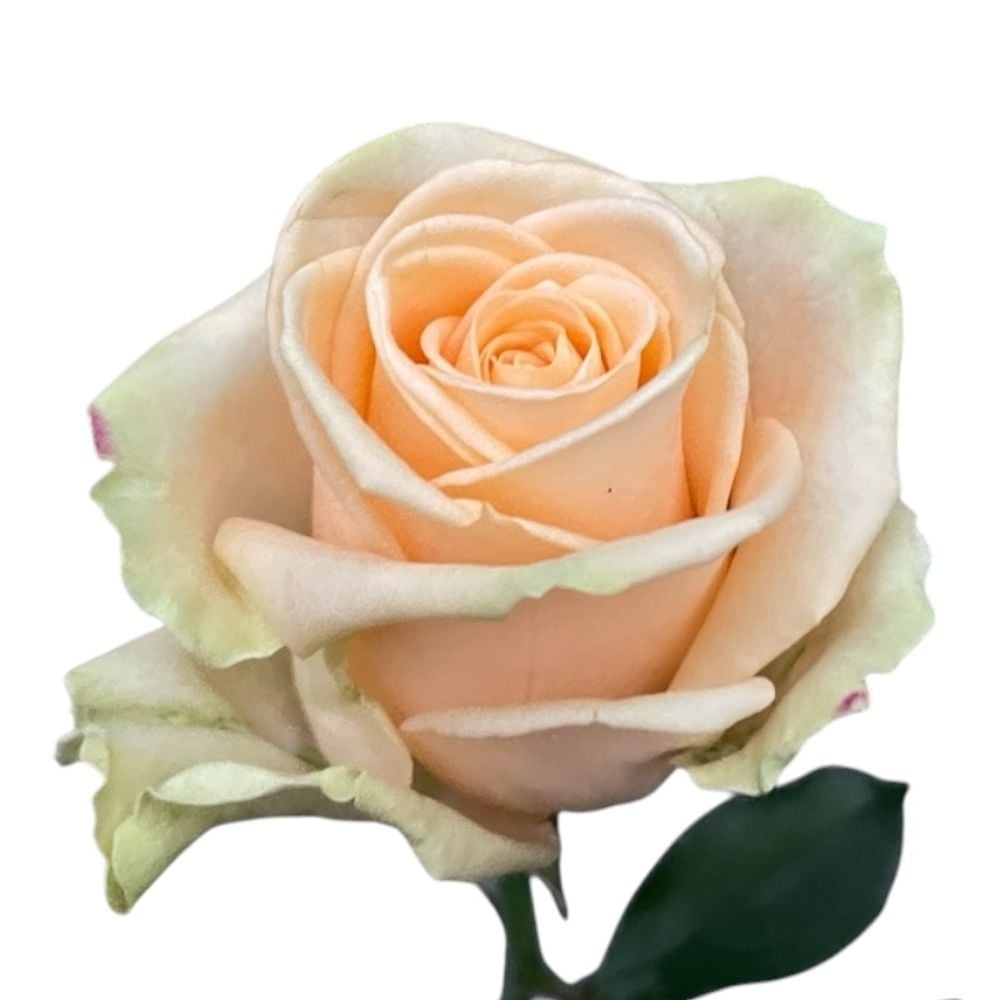 Bouquet Rose Peach Avalanche