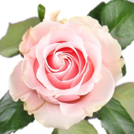Bouquet Rose Pink Mondial by piece