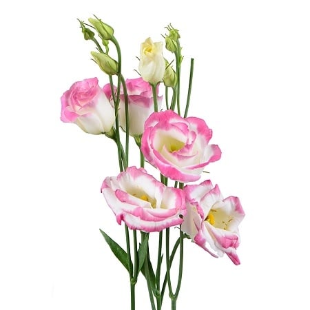 Bouquet Pink eustoma by the piece