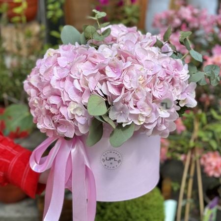 Bouquet Pink hydrangea in box
