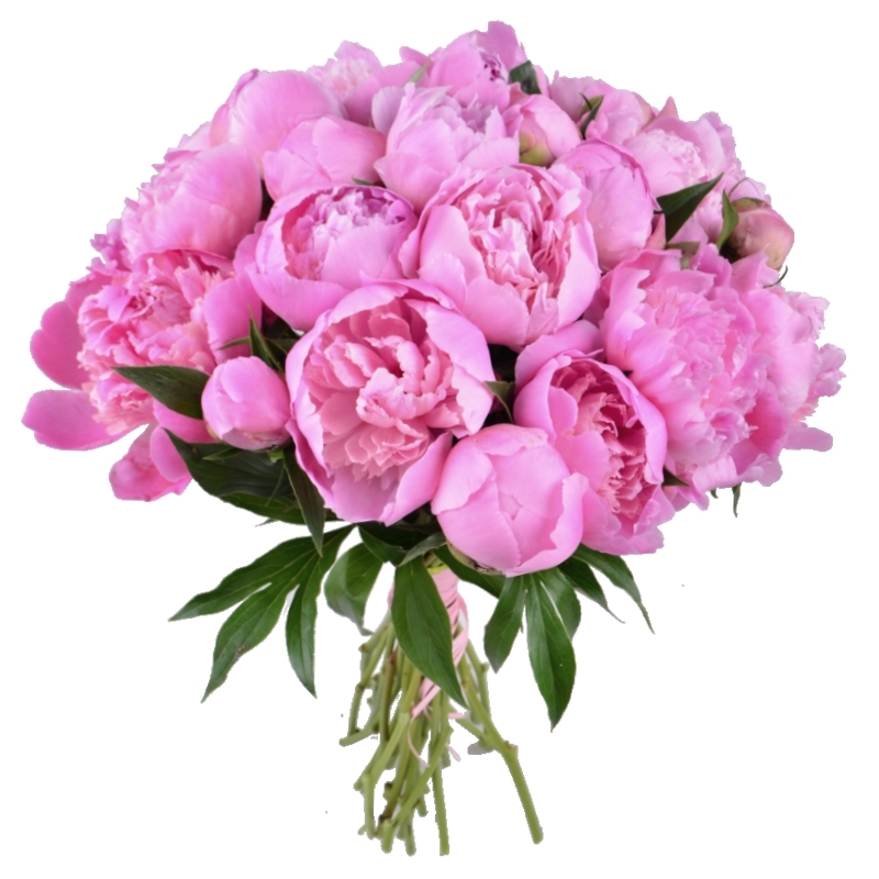 Bouquet Pink peonies