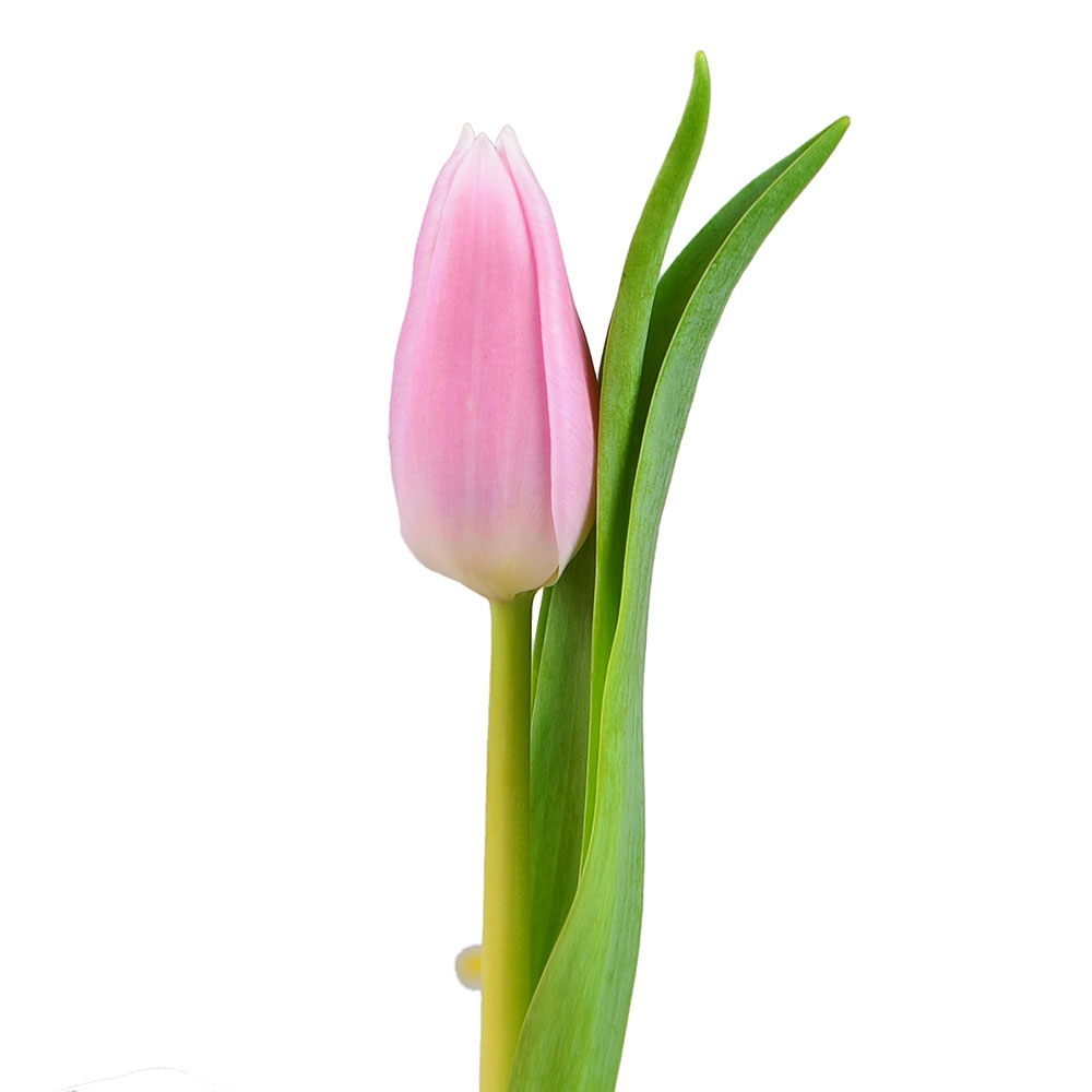 Pink tulips by the piece - UFL delivery