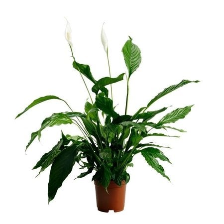 Product Spathiphyllum (above 1m)