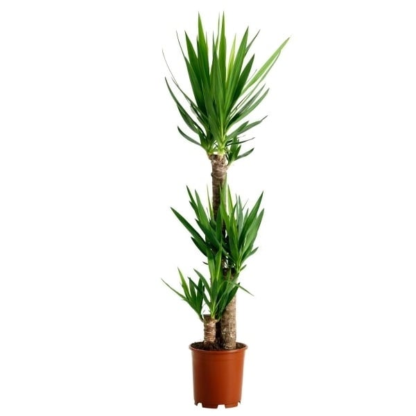 Product Yucca (above 1m)
