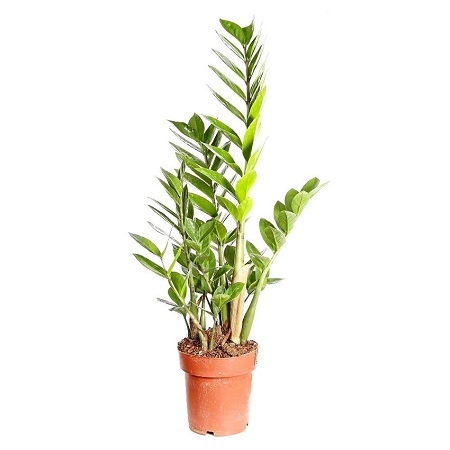 Product Zamioculcas (above 1m)