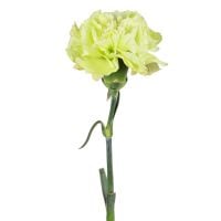 Order green carnation by the piece at on-line flower shop