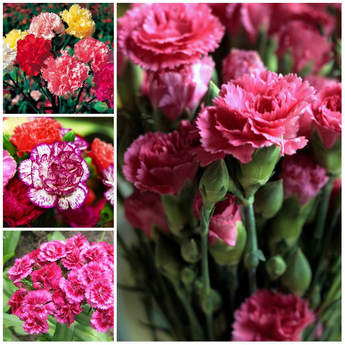 carnations-a-history-and-meaning-of-the-flower