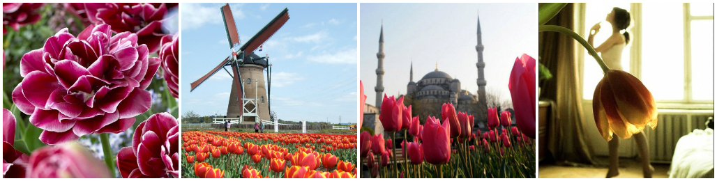 Bouquet of Tulips: Legends and Meaning