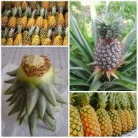 How to grow a pineapple on the windowsill