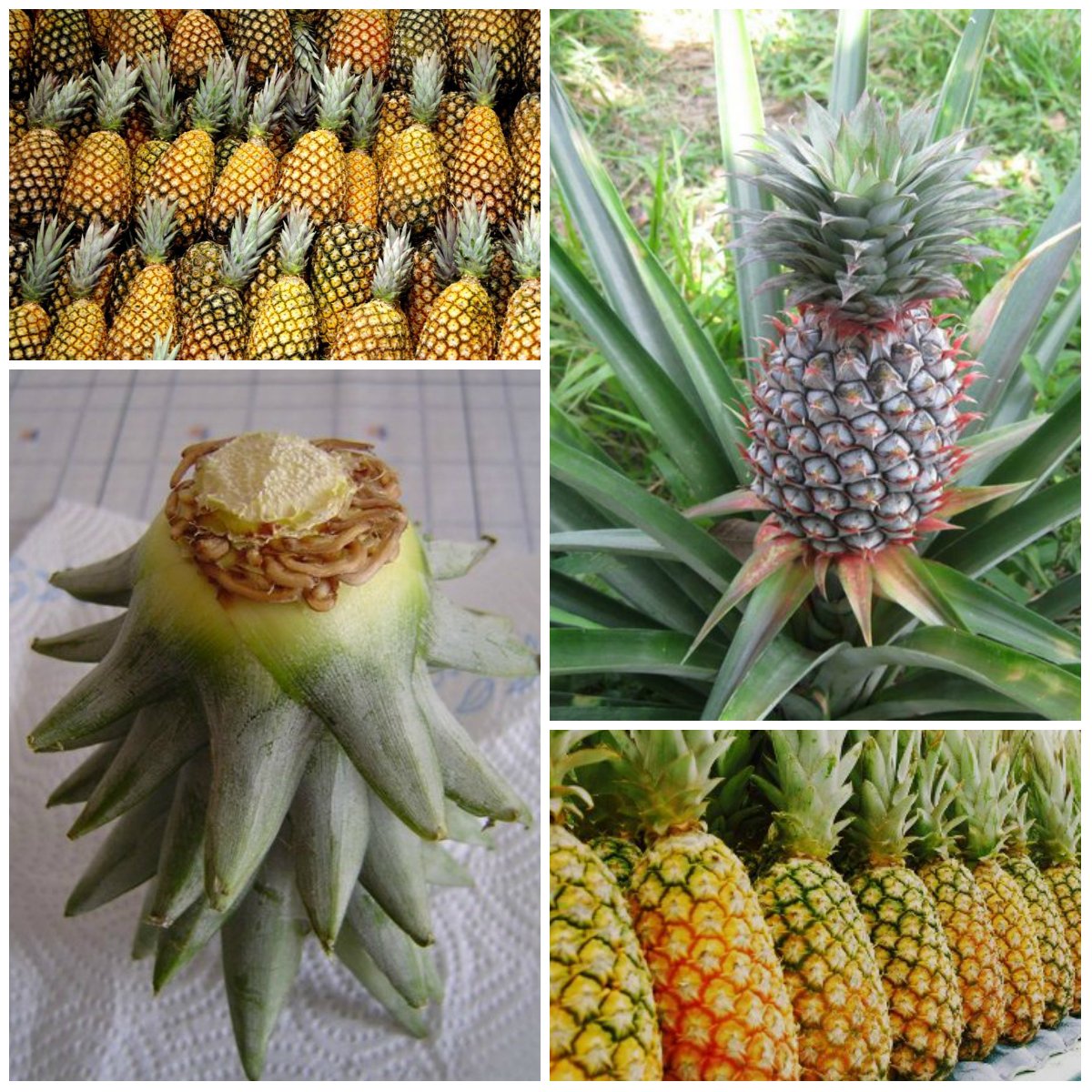 Growing a pineapple at home