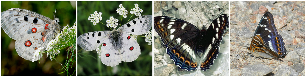 Определитель